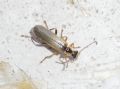 Cantharis decipiens