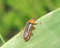 Cantharis flavilabris