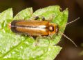 Cantharis terminata