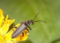 Cantharis tristis