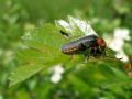 Cantharis rustica