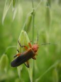 Cantharis livida