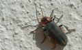 Cantharis rustica