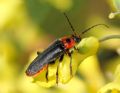 Cantharis fulvicollis