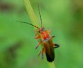 Cantharis livida