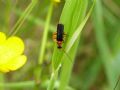 Cantharis flavilabris