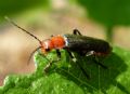 Cantharis fuscipennis