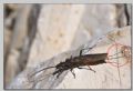 Capnia sp.