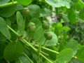 Capparis spinosa