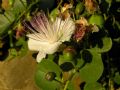 Capparis spinosa