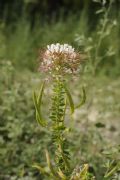 Polanisia trachysperma