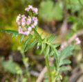 Centranthus calcitrapae