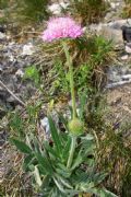 Knautia mollis