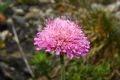 Knautia mollis