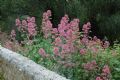 Centranthus ruber