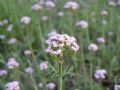 Centranthus calcitrapae