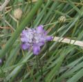 Cephalaria transsylvanica