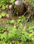 Knautia longifolia