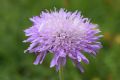 Knautia longifolia