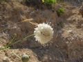 Cephalaria mediterranea