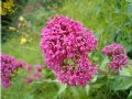 Centranthus ruber