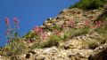 Centranthus ruber