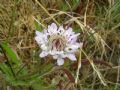 Cephalaria transsylvanica