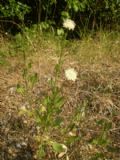 Cephalaria leucantha