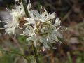 Cephalaria leucantha