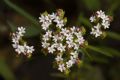 Centranthus calcitrapae