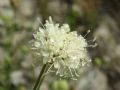 Cephalaria leucantha