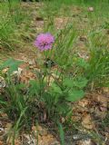 Knautia dipsacifolia