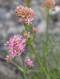 Centranthus angustifolius