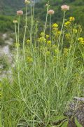 Centranthus angustifolius