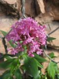 Centranthus ruber