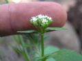 Centranthus calcitrapae