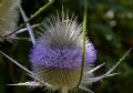 Dipsacus fullonum