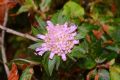 Knautia drymeia