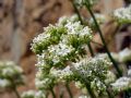 Centranthus ruber