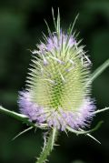 Dipsacus fullonum