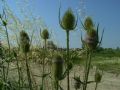 Dipsacus fullonum