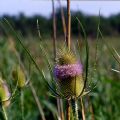 Dipsacus fullonum