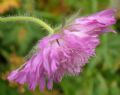 Knautia longifolia