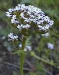 Centranthus calcitrapae