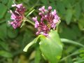 Fedia graciliflora