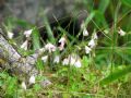 Linnaea borealis