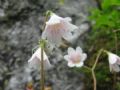 Linnaea borealis