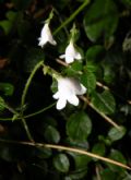 Linnaea borealis