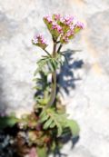 Centranthus calcitrapae