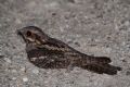 Caprimulgus europaeus